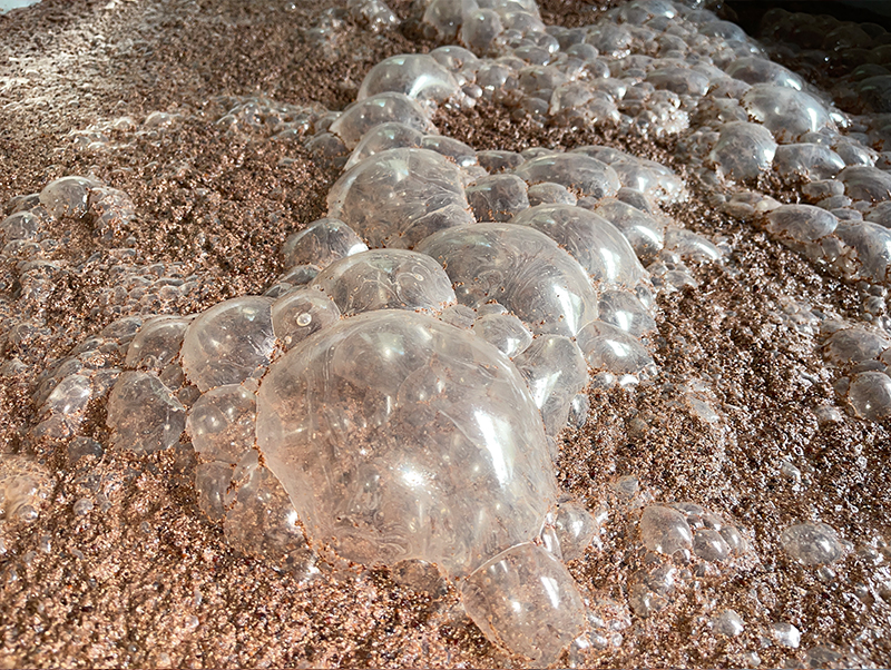 微生物與氧氣相結(jié)合